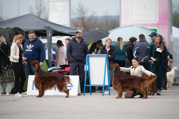 U Zaprešiću održana CAC nacionalna izložba pasa