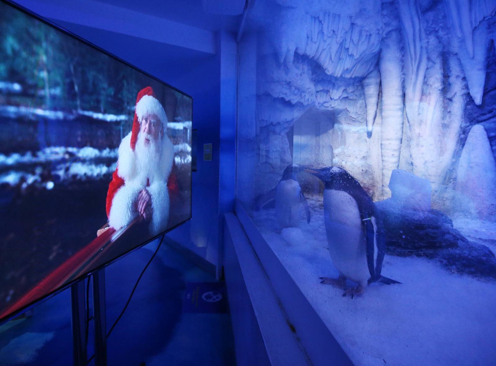 Penguins watching Christmas movies