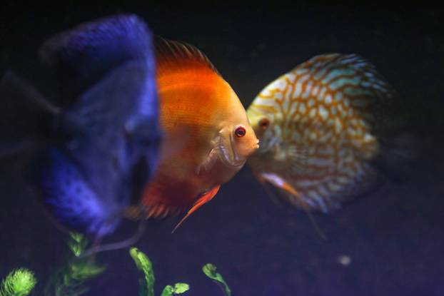 Obnovljeni  pulski Aquarium sada se prostire na 2.500 četvornih metara i postaje najveći akvarij u Europi koji izlaže isključivo mediteranski postav