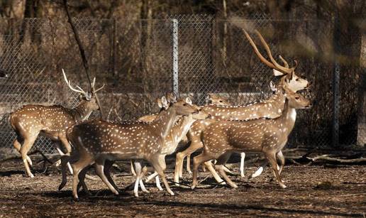 ZOO: Jeleni uginuli zbog vrućine, kriv je prijevoznik