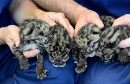 Na svijet došla četiri nova oblačasta leoparda 