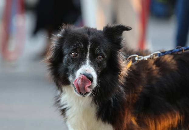 Zagreb: Blagoslov kućnih ljubimaca povodom svetkovine sv. Franje