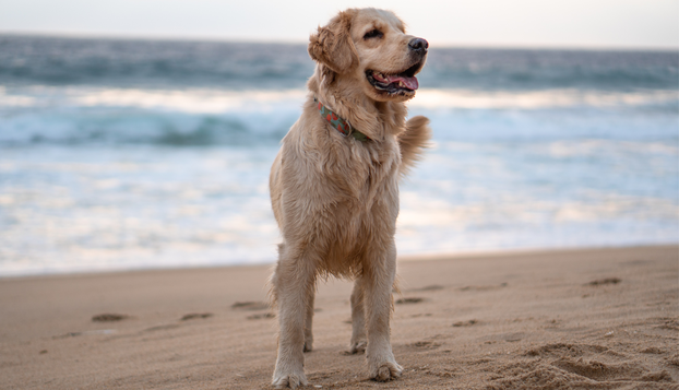 FOTO Psi koji obožavaju vodu!