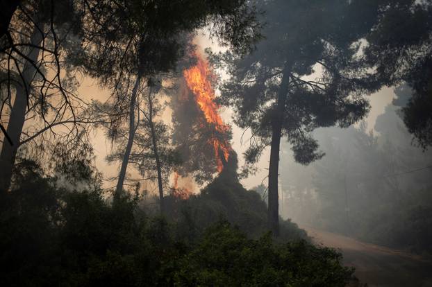 Wildfire in the village of Mazi, near Corinth