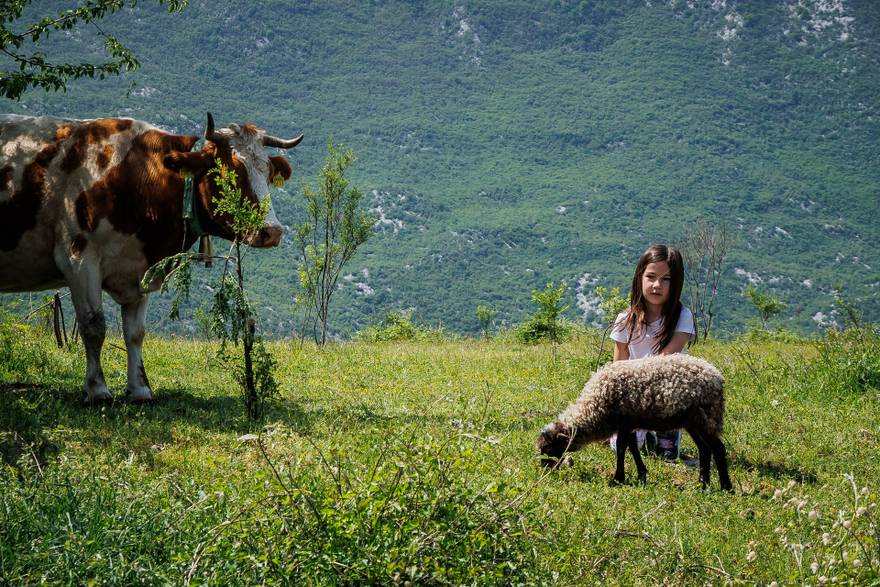 Bio je velik kao dvije šake, a sad se pretvorio u junaka : 'Naš Janko vam je ovca - čuvar!'