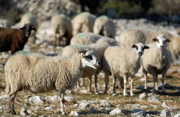 Pag: Pastir premijerki poru?uje 'Ministre ste mogli poslati u ?obane'