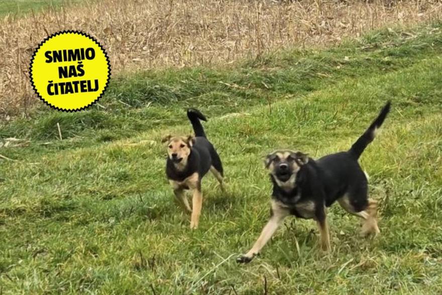 Curicu u Zagrebu napali psi na putu do škole: 'Vrištala je! Svaki dan je to tako. Gdje su vlasnici?'