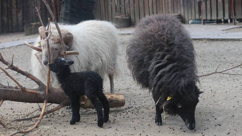 Crno janje s bijelim čuperkom na glavi stiglo na svijet u ZOO Zagreb: 'Točkica je zaigrana'