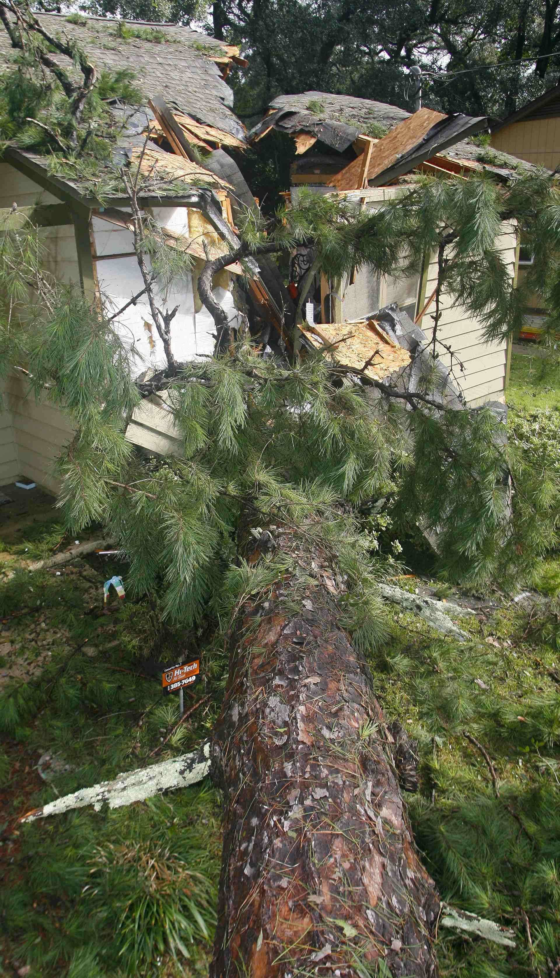 A huge pine tree is shown as it fell through a home from the wind and rain damage of Hurricane Hermine in Tallahassee
