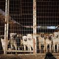 Južna Koreja razmatra zabranu konzumacije psećeg mesa. Uzgajivači: 'Oduprijet ćemo se'