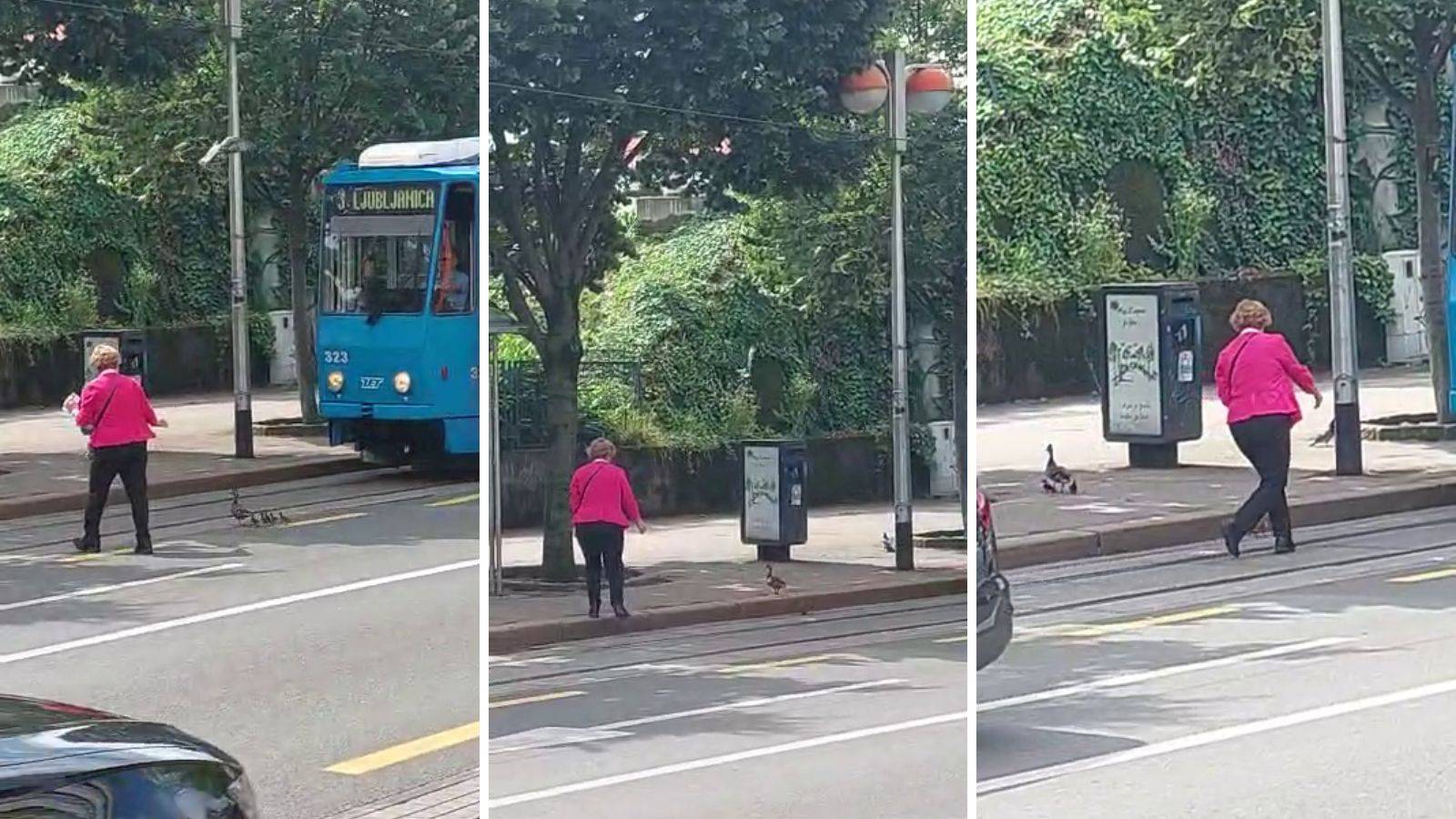 VIDEO Žena zaustavila promet u Zagrebu kako bi patkice prešle cestu: 'Čekaj da pačići prođu!'