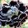 Black carnation..