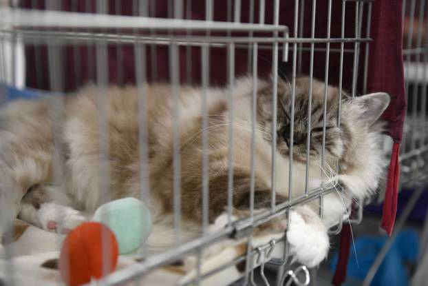 Zagreb: Međunarodna izlozba mačaka privukla brojne posjetitelje u Family Mall