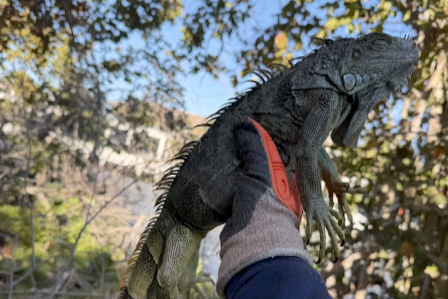 Iguane na Floridi