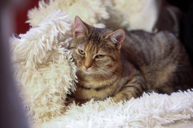 24sata Rijeka: Advent za mačke u Kitten Safe House