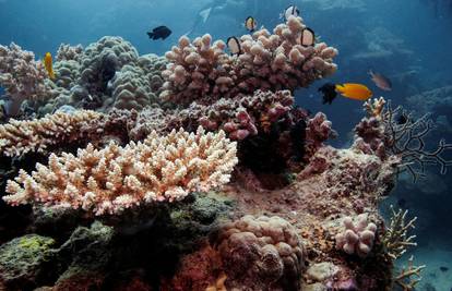 Studija: Samo mali dio Velikog koraljnog grebena je neoštećen