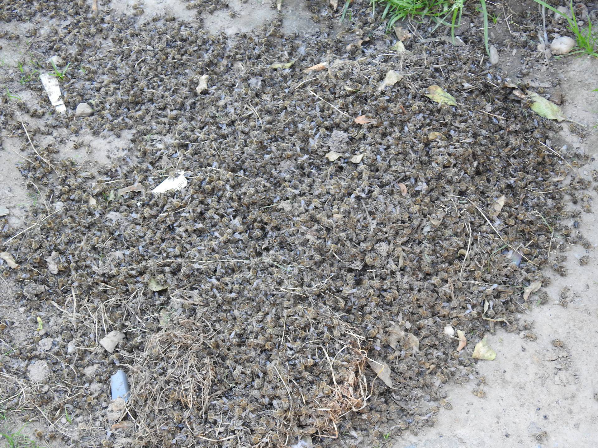 Pomor pčela u Međimurju: 'Oko 60 milijuna ih je umrlo, mislimo da su otrovane insekticidom'