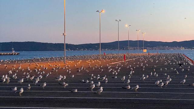 VIDEO Na stotine galebova okupilo se u luci Gaženica: 'Odmaraju i uopće ne reagiraju'