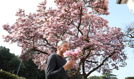 FOTO Magnolija stara 60 godina ponos je Daria iz Pule, a ovakve ljepotice cvatu diljem Hrvatske