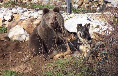 Sirotište zvijeri: Medvjediće u Kuterevu odgaja kujica Dodži