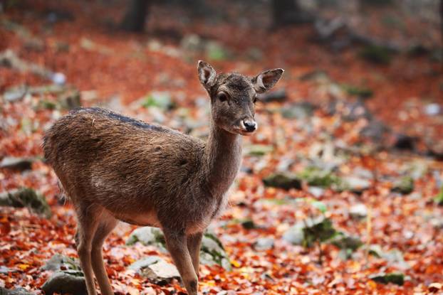 Delnice: Jeleni lopatari u park šumi Japlenški vrh