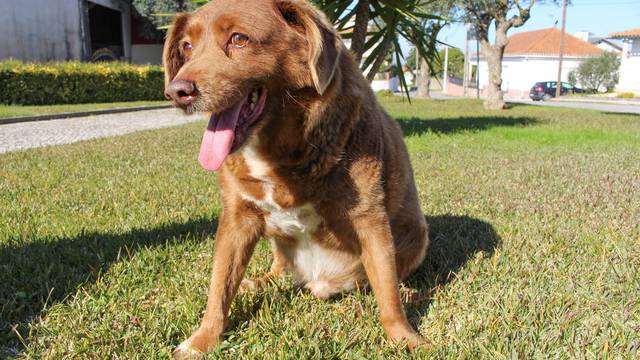 FILE PHOTO: The dog, Bobi, that broke the record for oldest dog ever at 30 years-old, is pictured at Conqueiros, in Leiria