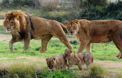 Urugvaj: Maleni lavovi novi su stanovnici ZOO-a