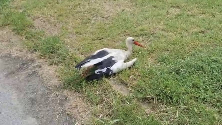 FOTO Zagrebački ZOO spasio je bijelu rodu zapetljanu u mreži na Jakuševcu: 'Roda u nevolji!'
