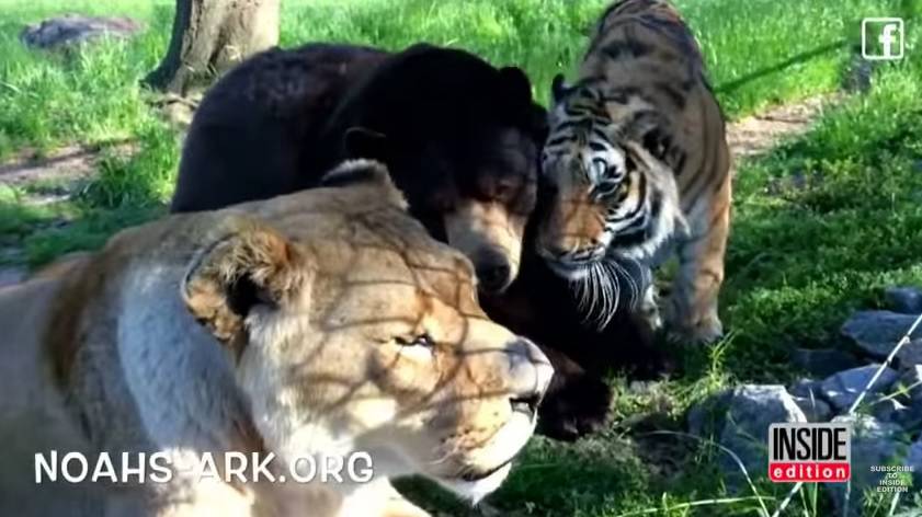 Uginuo lav Leo, a njegovi su prijatelji tigar i medo tužni