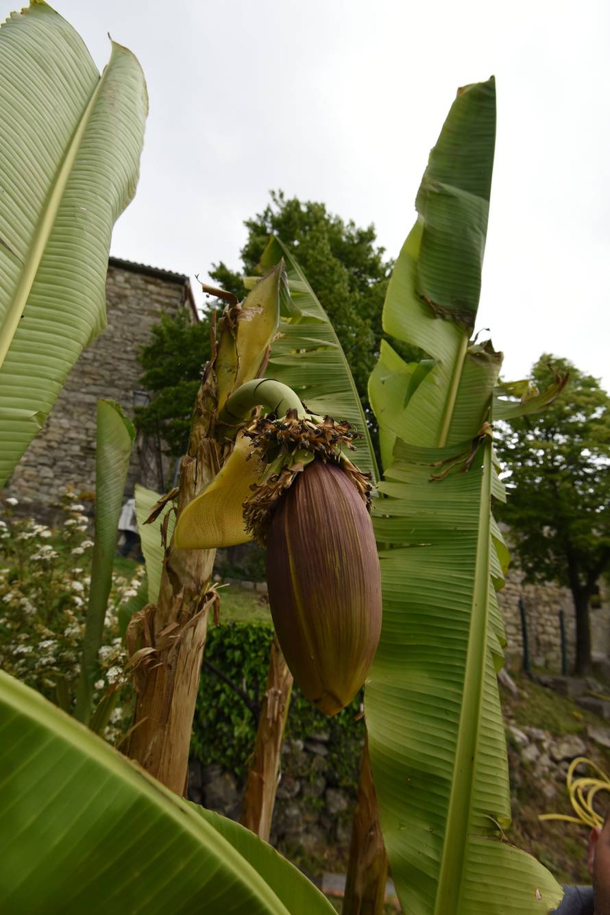 Čeka plodove: Kad se najmanje nadaš, u vrtu ti narastu banane
