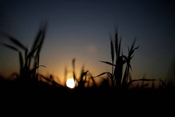 Wheat grows on a farm at sunset in the flooded midwestern New South Wales town of Forbes