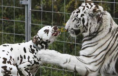 Dalmatiner našao najboljeg prijatelja u golemom tigru