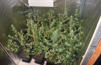 U kućnom laboratoriju uzgajali marihuanu: Policija pronašla 49 stabljika, digitalne vage i novac