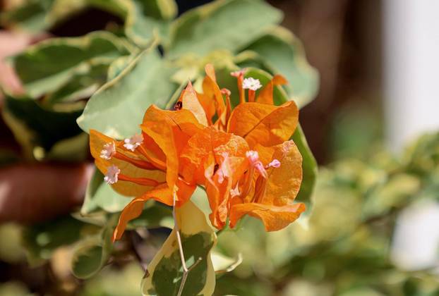 Split: Denis Bojčić, kolekcionar bugenvila