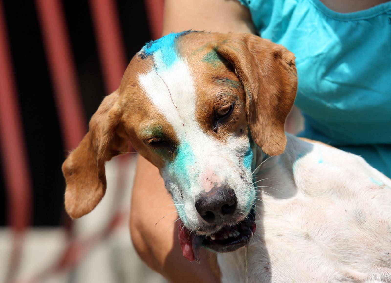 Drži se: Traži se veterinar za brutalno pretučenog psa Liska