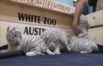 Upoznajte Lali, Lelu, Lilu, Lulu i Obamu, preslatke bijele tigriće