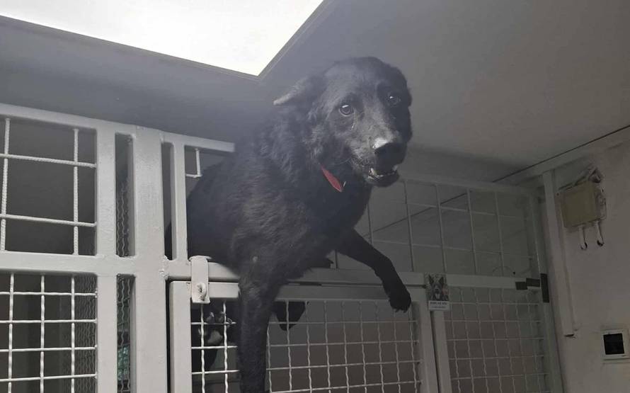 FOTO Bjegunac Đuro nasmijao društvo iz osječkog azila: 'Tog jutra trebao je na kastraciju'