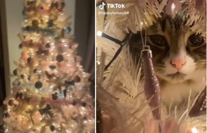Mačak našao novo mjesto za spavanje unutar božićnog drvca