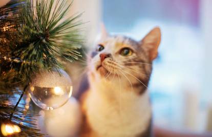 Rušenje ovakvog božićnog bora je 'nemoguća misija' za mačke