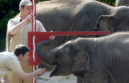 Maleni slonić svake godine ide na pregled: Čuvari ga mjerili