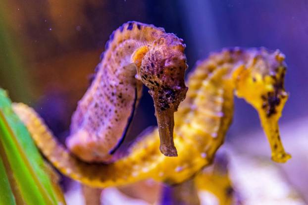 U Pulski aquarium iz Njemačke je stiglo čak 20 morskih konjica