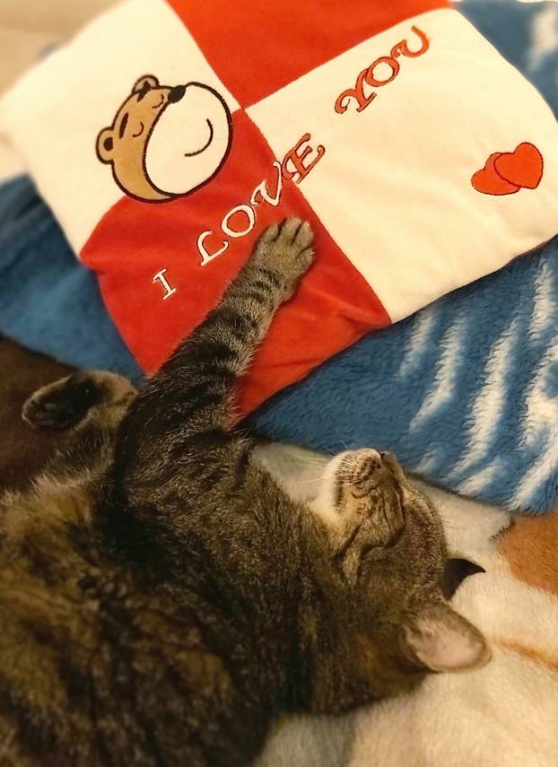 SUPER FOTKE vaših ljubimaca! Neki bi mogli biti viralni hit, ali svi su jednostavno neodoljivi