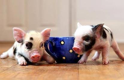 Diskusija: Bi li i vi nabavili svinju za kućnog ljubimca?