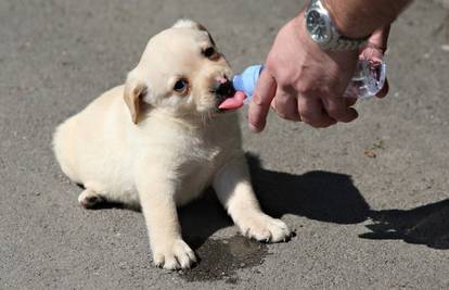 Oprez! Zaštitite psa od visokih temperatura - bez vode nikuda