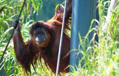 Orangutan izazvao kratki spoj pa pobjegao iz ZOO-a