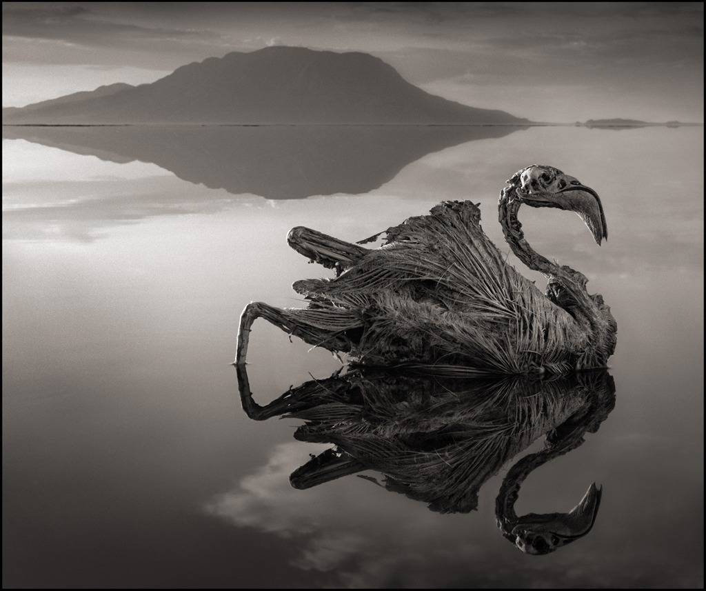 Nick Brandt 