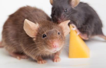 Ne pozivajte štakore na večeru: tajne kako zauvijek otjerati ove nepoželjne goste iz svog doma