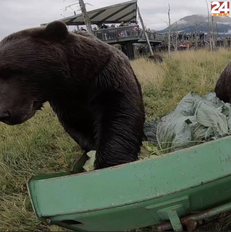 Medvjedi na Aljaski dobili pravu poslasticu: ‘Dnevno pojedu 14 kilograma povrća’