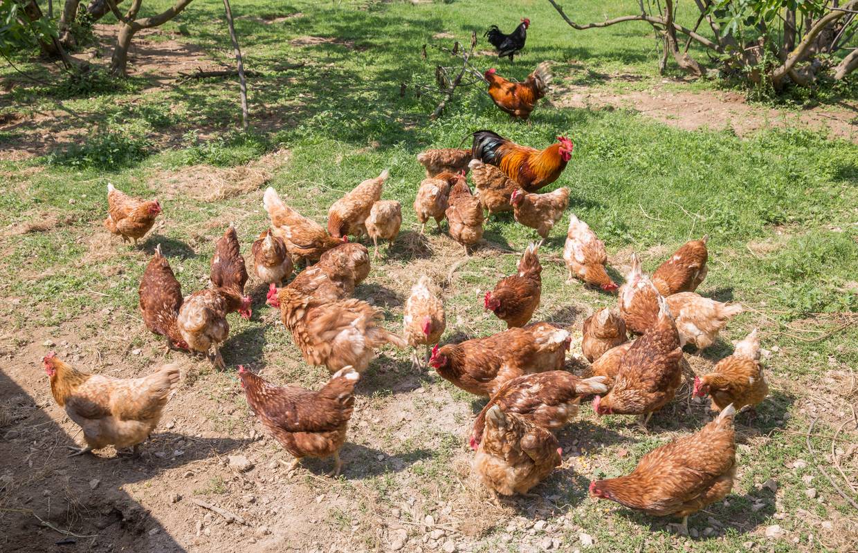 Britanski poljoprivrednici traže veću otkupnu cijenu jaja: 'Rastu troškovi hrane i energije...'