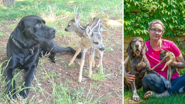 Bambiji konačno pronašli sreću: 'Ares i dalje tužno doziva svoju majku, ali mu mali Ros pomaže'